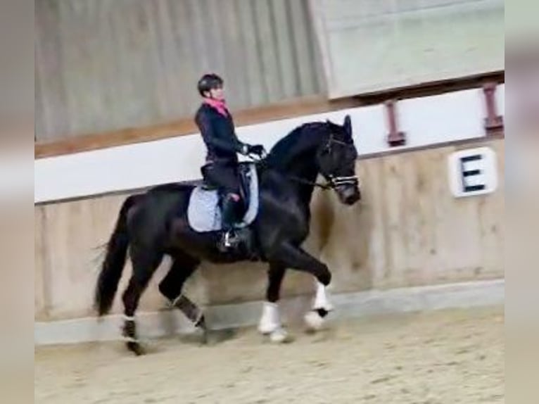 Hanoverian Gelding 4 years 16,1 hh Smoky-Black in Böheimkirchen