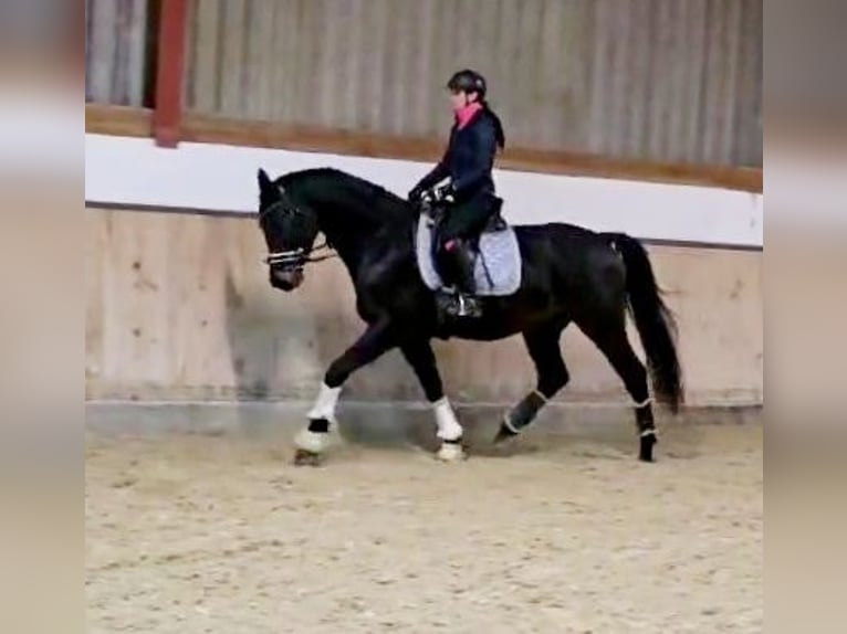 Hanoverian Gelding 4 years 16,1 hh Smoky-Black in Böheimkirchen