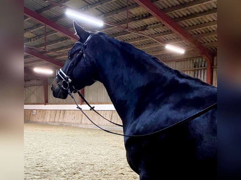 Hanoverian Gelding 4 years 16,1 hh Smoky-Black in Böheimkirchen