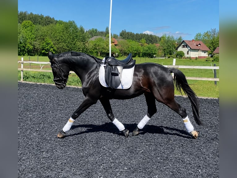 Hanoverian Gelding 4 years 16.1 hh Smoky-Black in Stallhofen