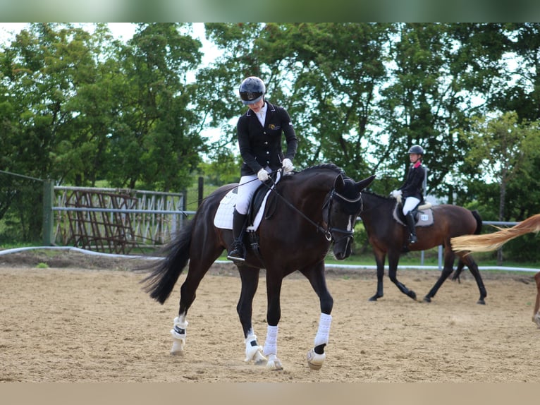 Hanoverian Gelding 4 years 16,1 hh Smoky-Black in Wendorf