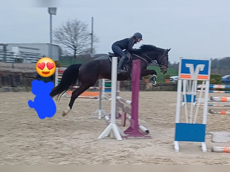 Hanoverian Gelding 4 years 16,2 hh Bay-Dark in Bergisch Gladbach