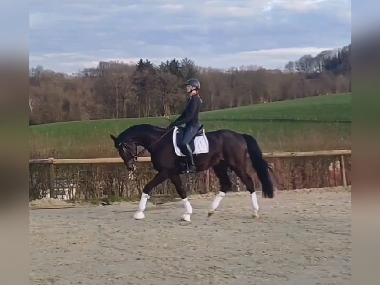 Hanoverian Gelding 4 years 16,2 hh Bay-Dark in Bergisch Gladbach