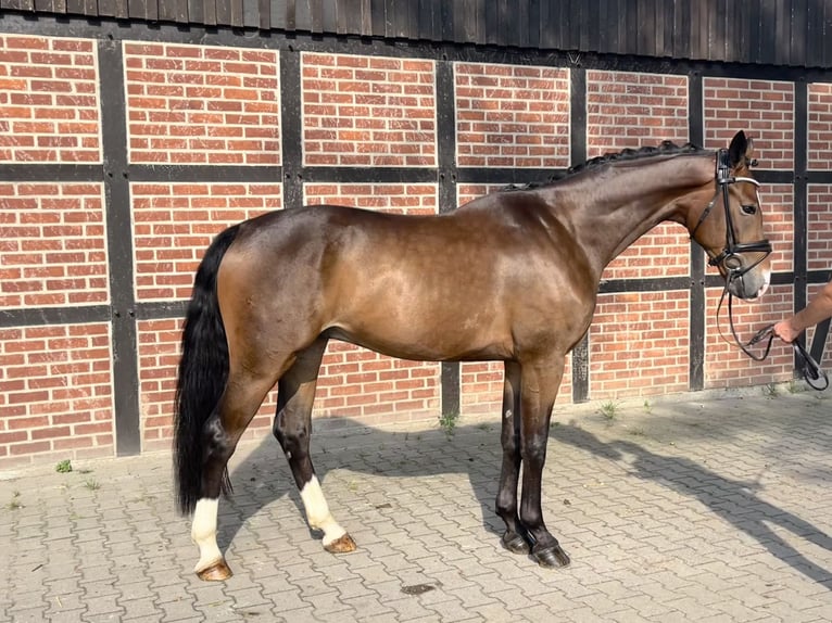 Hanoverian Gelding 4 years 16,2 hh Bay-Dark in Telgte