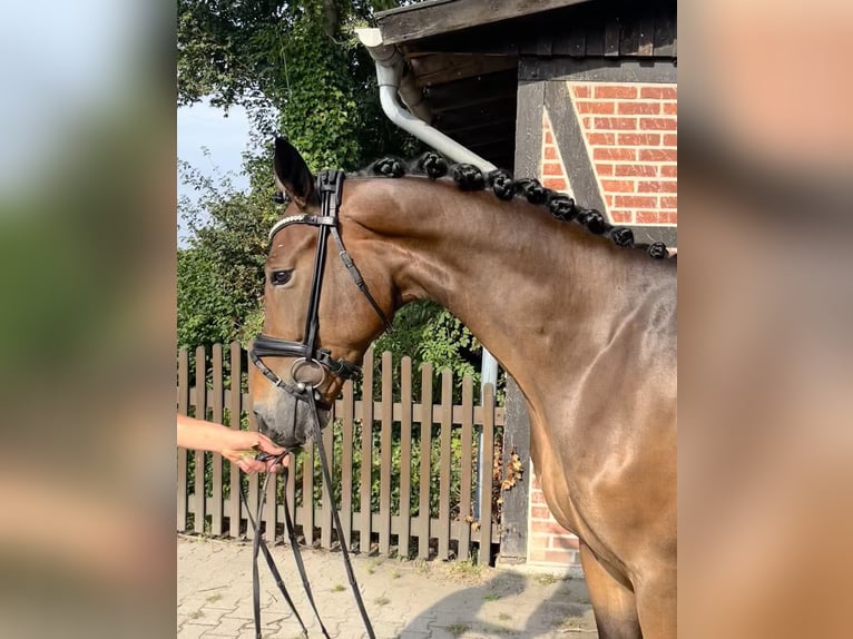 Hanoverian Gelding 4 years 16,2 hh Bay-Dark in Telgte