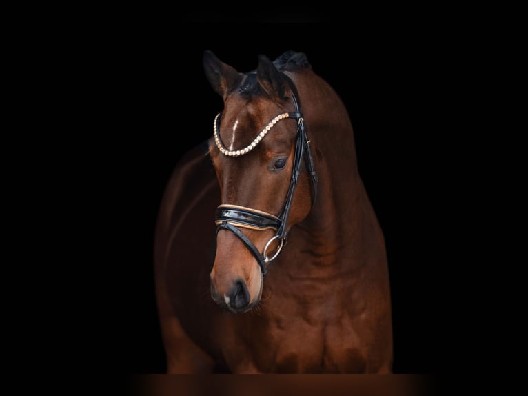 Hanoverian Gelding 4 years 16,2 hh Bay-Dark in Wehringen