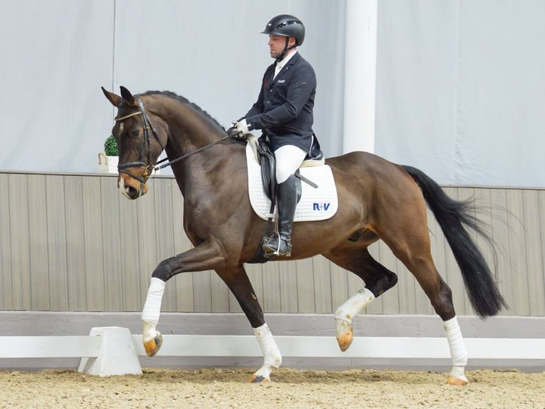 Hanoverian Gelding 4 years 16,2 hh Bay-Dark in M&#xFC;nster-Handorf