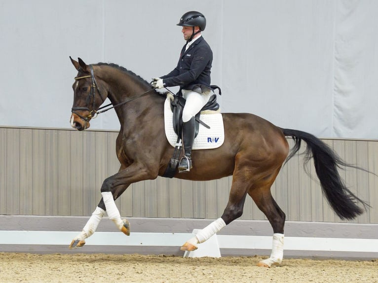 Hanoverian Gelding 4 years 16,2 hh Bay-Dark in M&#xFC;nster-Handorf