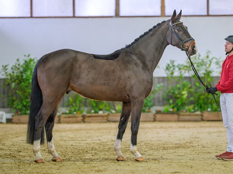 Hanoverian Gelding 4 years 16,2 hh Bay-Dark in M&#xFC;nster-Handorf