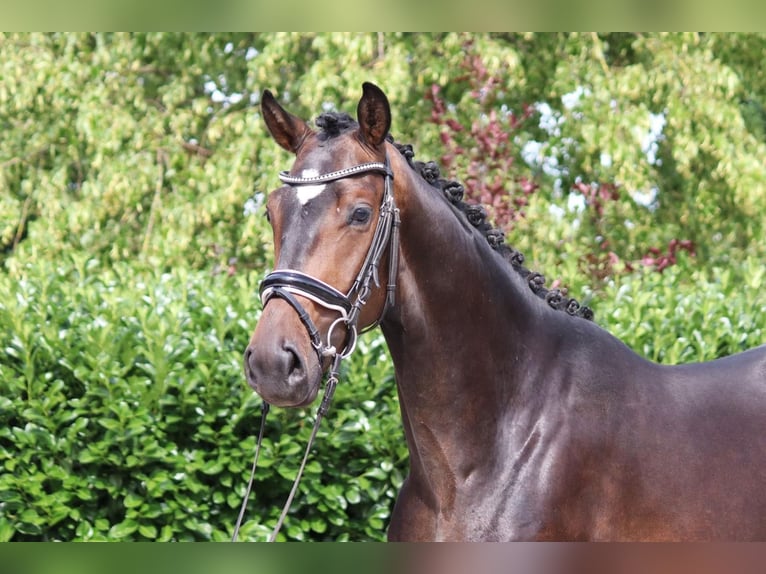 Hanoverian Gelding 4 years 16,2 hh Bay-Dark in Selsingen