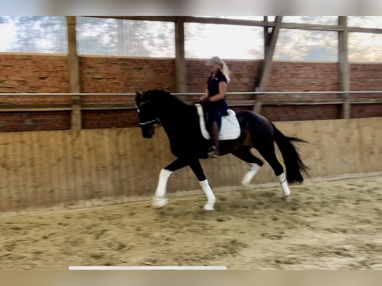 Hanoverian Gelding 4 years 16,2 hh Bay-Dark in Ebersdorf