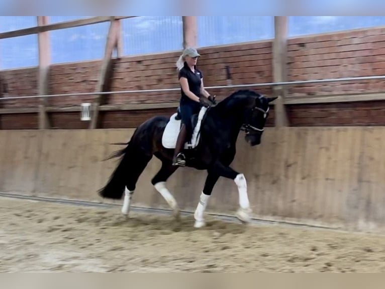 Hanoverian Gelding 4 years 16,2 hh Bay-Dark in Ebersdorf