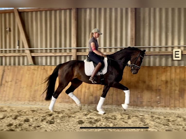 Hanoverian Gelding 4 years 16,2 hh Bay-Dark in Ebersdorf