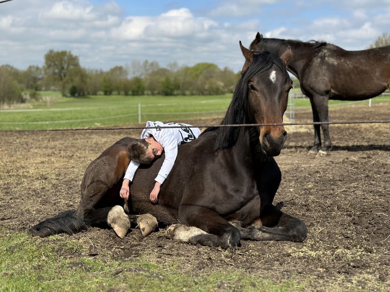 Hanoverian Gelding 4 years 16,2 hh Bay-Dark in Süsel