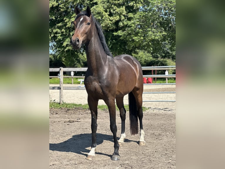 Hanoverian Gelding 4 years 16,2 hh Bay-Dark in Süsel