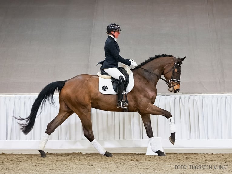 Hanoverian Gelding 4 years 16.2 hh Bay-Dark in Verden