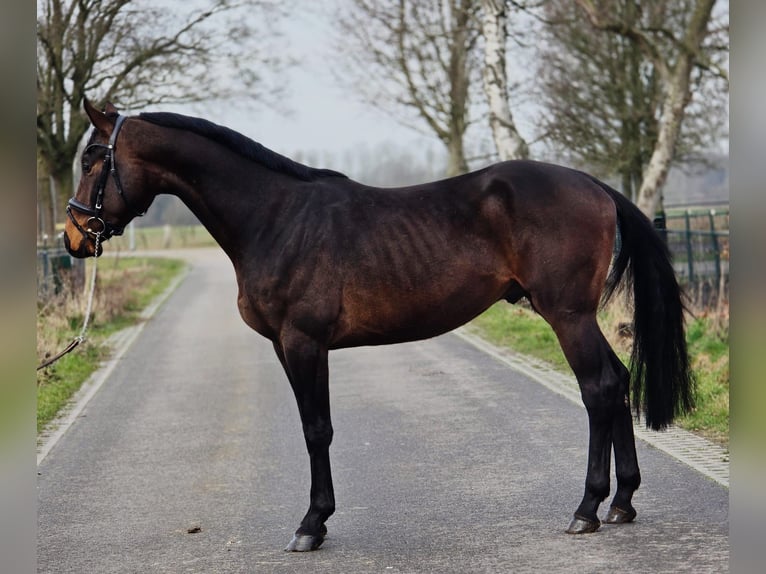 Hanoverian Gelding 4 years 16.2 hh Bay-Dark in Someren