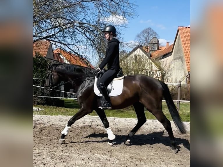 Hanoverian Gelding 4 years 16.2 hh Black in Dransfeld