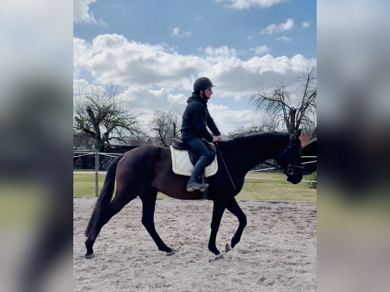 Hanoverian Gelding 4 years 16.2 hh Black in Dransfeld