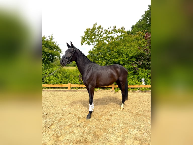 Hanoverian Gelding 4 years 16.2 hh Black in Paderborn