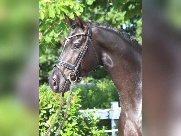 Hanoverian Gelding 4 years 16.2 hh Black in Selsingen