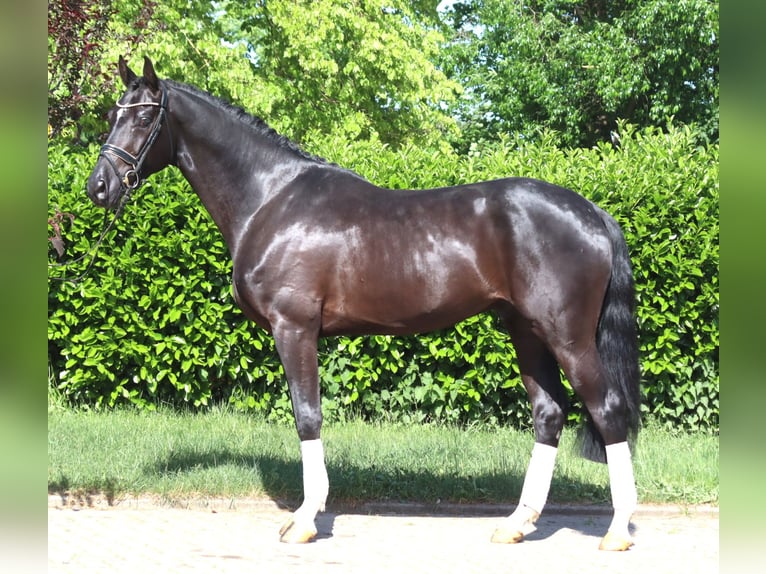 Hanoverian Gelding 4 years 16.2 hh Black in Selsingen
