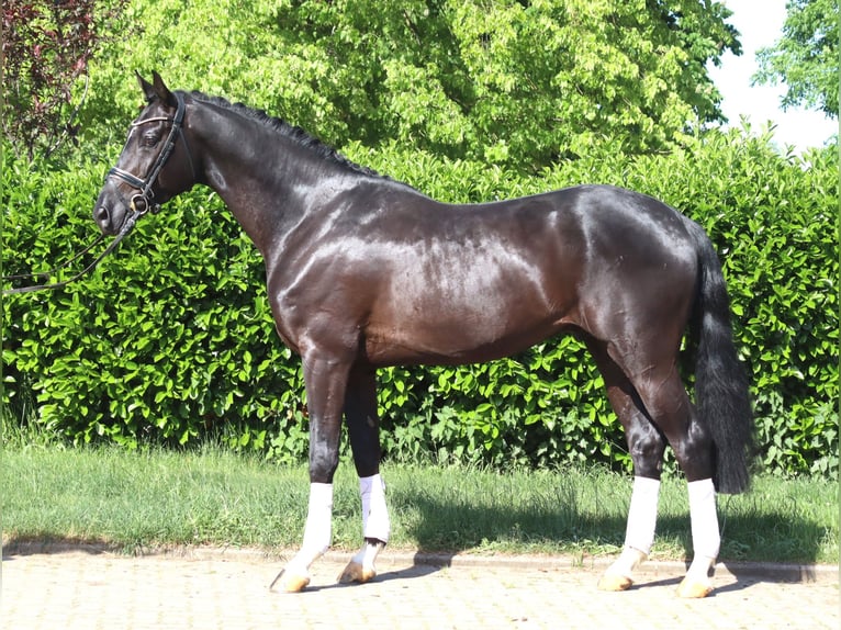 Hanoverian Gelding 4 years 16.2 hh Black in Selsingen