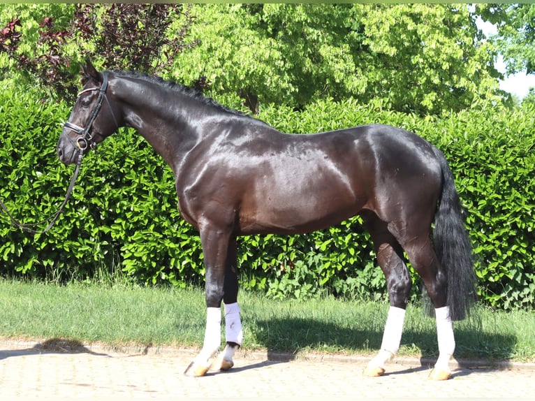Hanoverian Gelding 4 years 16.2 hh Black in Selsingen