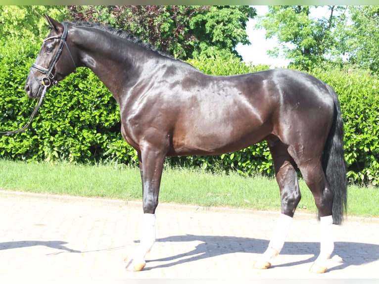 Hanoverian Gelding 4 years 16.2 hh Black in Selsingen