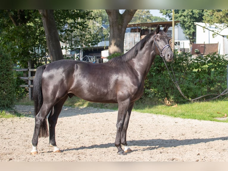 Hanoverian Gelding 4 years 16,2 hh Black in Elmlohe