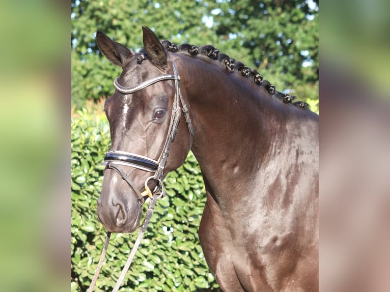 Hanoverian Gelding 4 years 16.2 hh Black in Selsingen