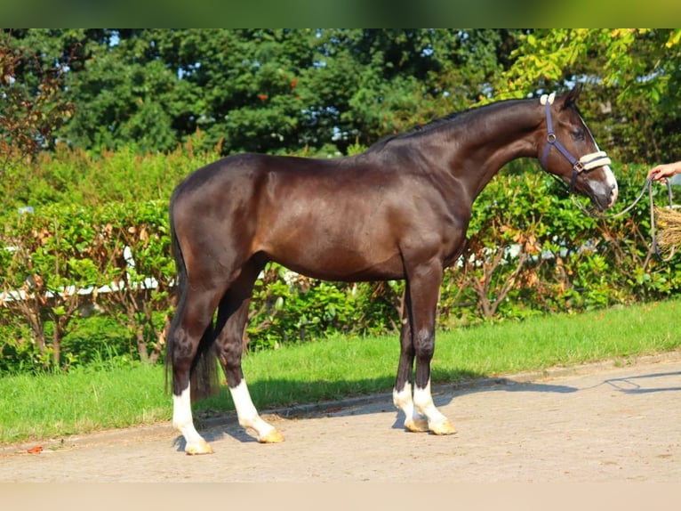 Hanoverian Gelding 4 years 16,2 hh Black in Selsingen