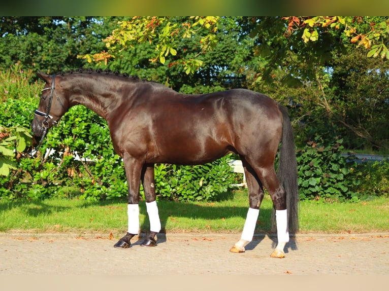 Hanoverian Gelding 4 years 16,2 hh Black in Selsingen