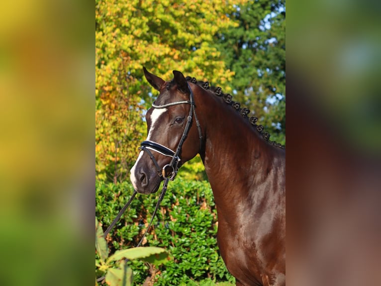 Hanoverian Gelding 4 years 16,2 hh Black in Selsingen