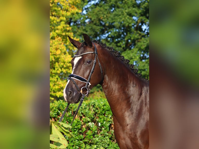 Hanoverian Gelding 4 years 16,2 hh Black in Selsingen