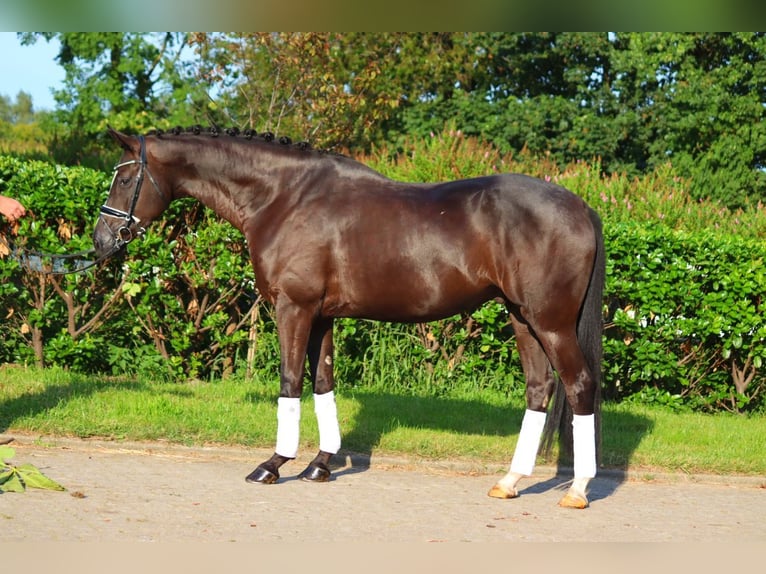 Hanoverian Gelding 4 years 16,2 hh Black in Selsingen