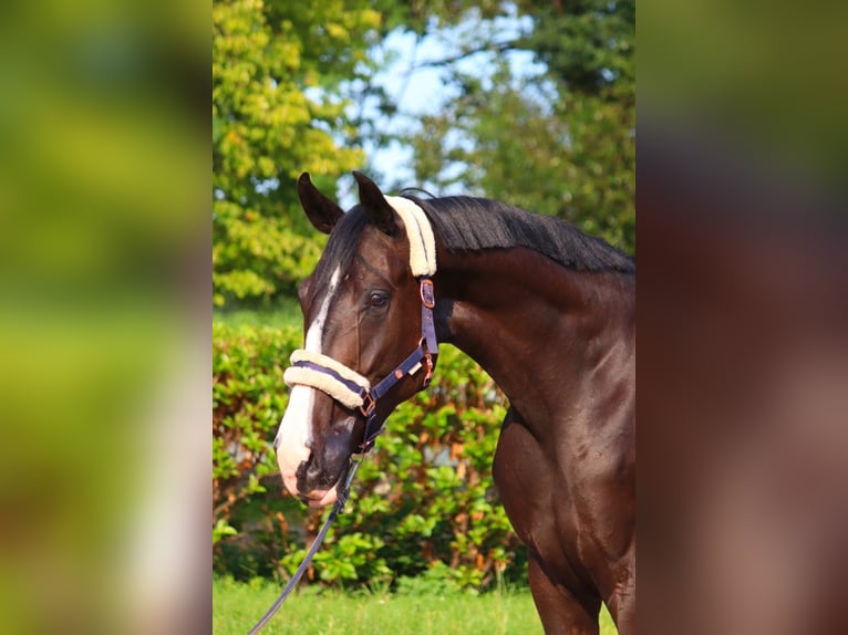 Hanoverian Gelding 4 years 16,2 hh Black in Selsingen