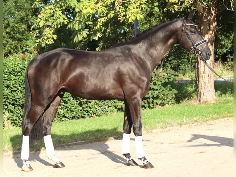Hanoverian Gelding 4 years 16.2 hh Black in Selsingen