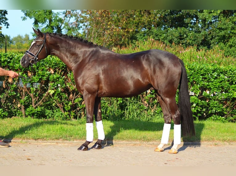 Hanoverian Gelding 4 years 16,2 hh Black in Selsingen