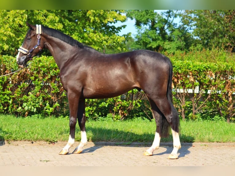 Hanoverian Gelding 4 years 16,2 hh Black in Selsingen