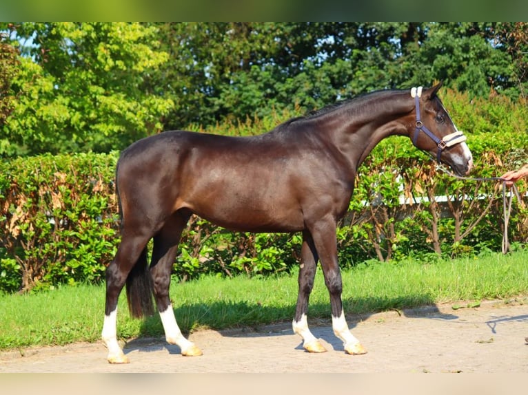 Hanoverian Gelding 4 years 16,2 hh Black in Selsingen