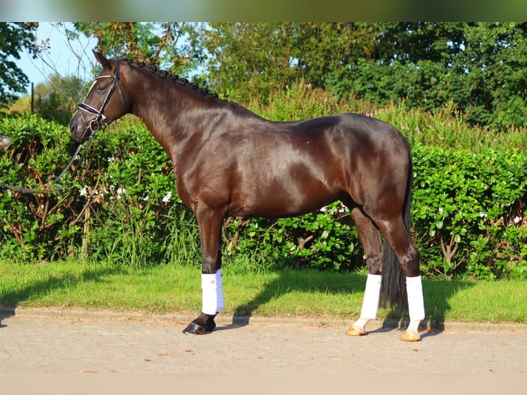 Hanoverian Gelding 4 years 16,2 hh Black in Selsingen