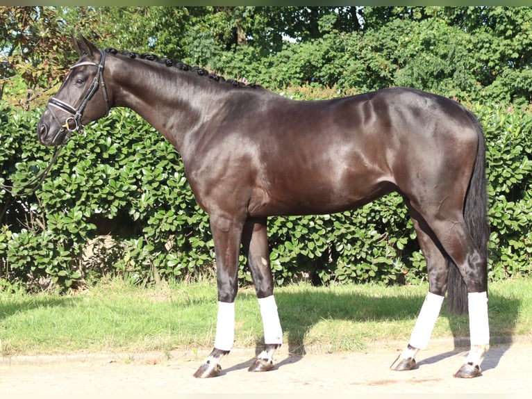 Hanoverian Gelding 4 years 16.2 hh Black in Selsingen