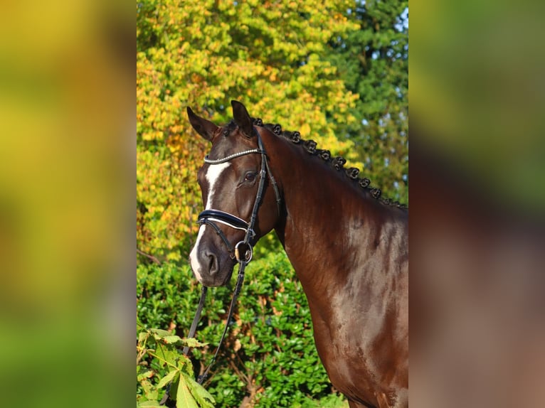 Hanoverian Gelding 4 years 16,2 hh Black in Selsingen