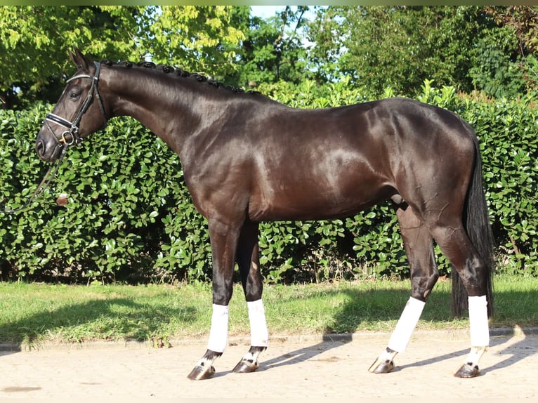 Hanoverian Gelding 4 years 16.2 hh Black in Selsingen