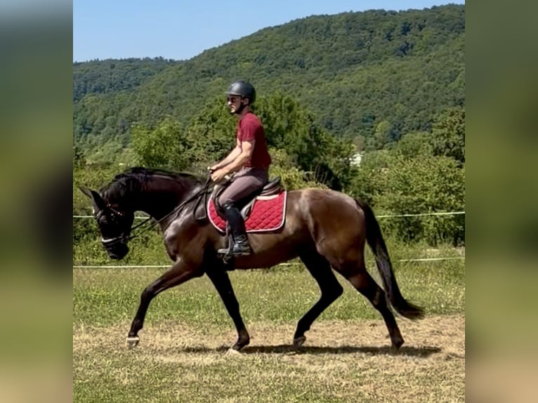 Hanoverian Gelding 4 years 16.2 hh Black in Dransfeld