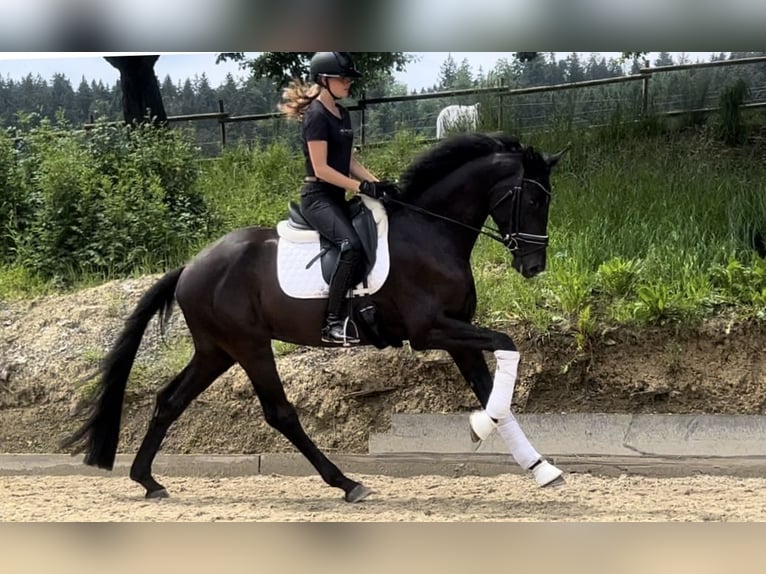 Hanoverian Gelding 4 years 16,2 hh Black in Heiligenberg