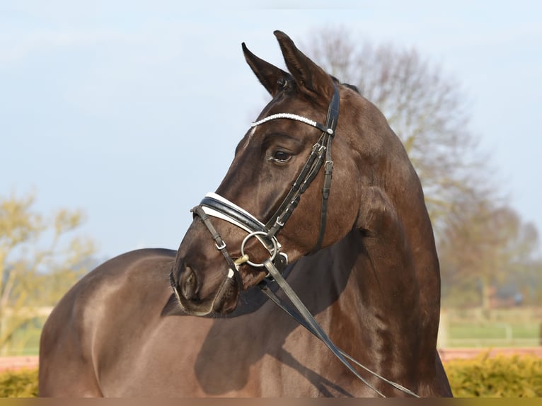 Hanoverian Gelding 4 years 16,2 hh Black in Tiddische