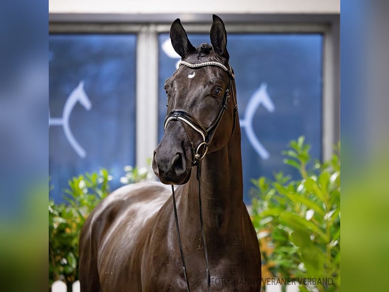 Hanoverian Gelding 4 years 16,2 hh Black in Verden