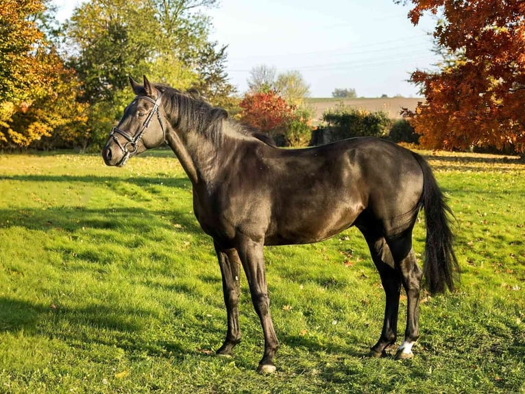 Hanoverian Gelding 4 years 16,2 hh Black in Bodenstein